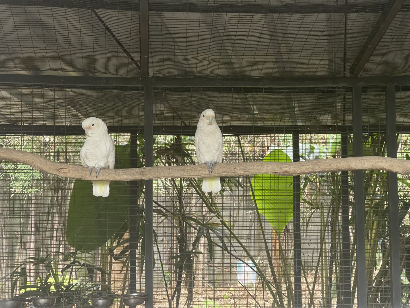 parrot paradise - tanimbar cockatoo (cacatua goffiniana) (2) - aviary park
