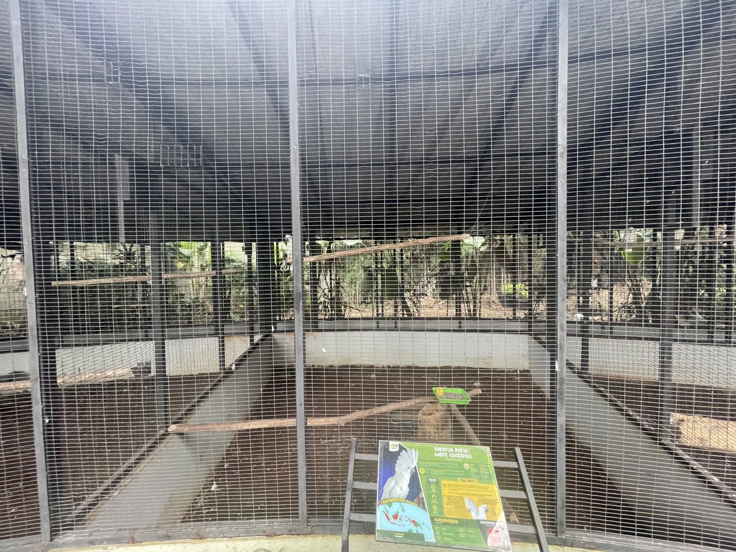 parrot paradise - white cockatoo aviary - aviary park