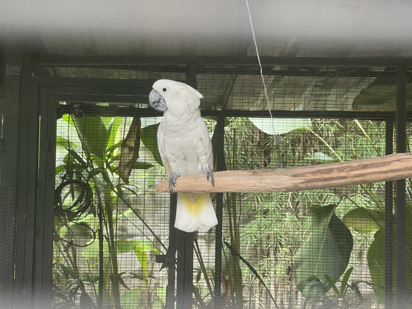parrot paradise - white cockatoo (cacatua alba) - aviary park