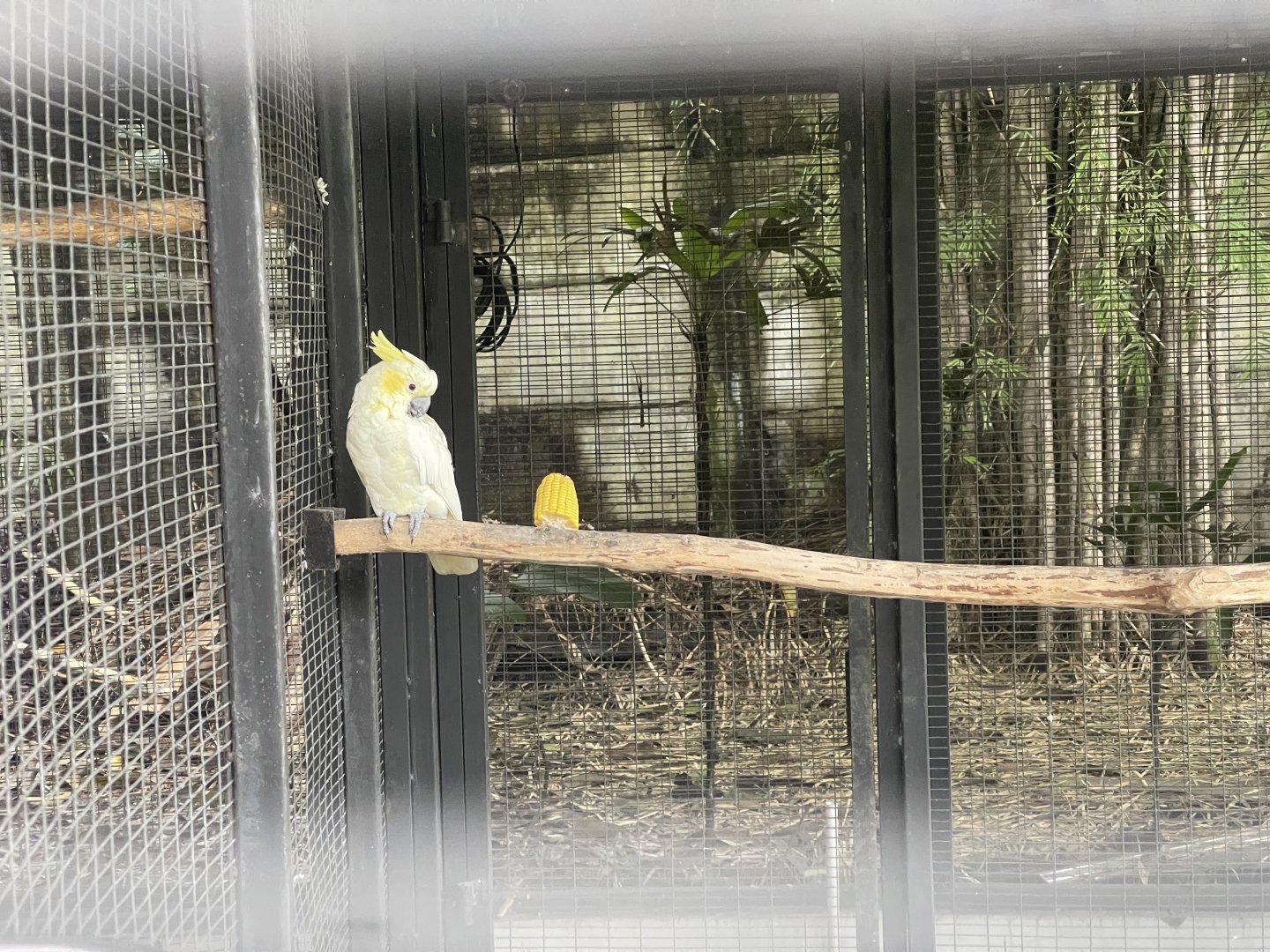 parrot paradise - yellow-crested cockatoo (cacatua sulphurea) - aviary park