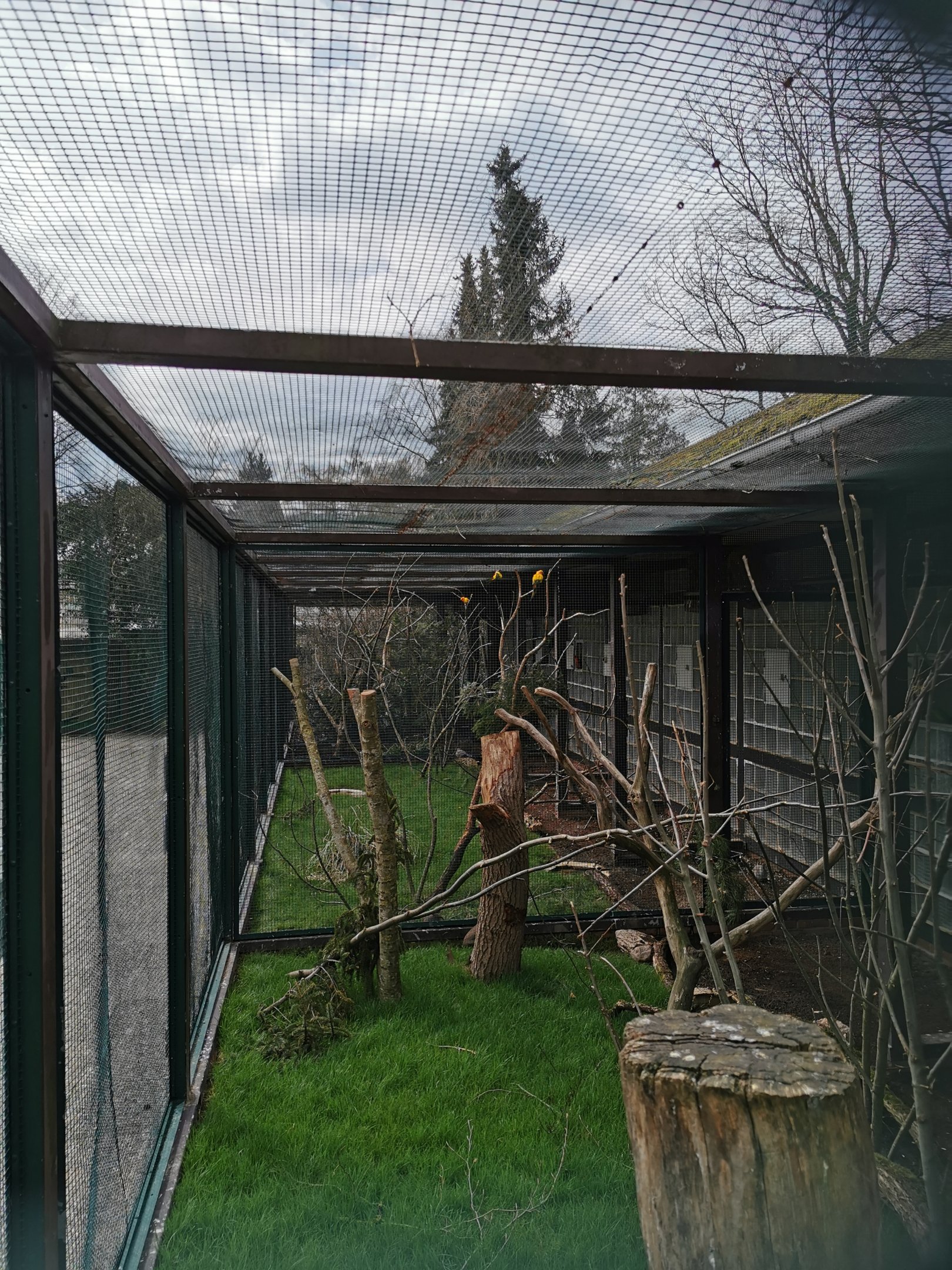 Parrot/parakeet aviaries