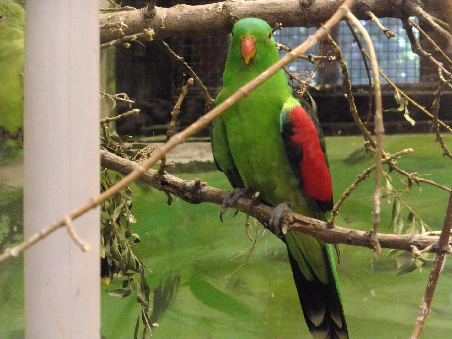 Parrot/parakeet ID