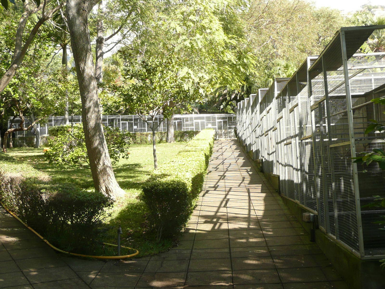 Parrot Park , Madeira Botanical Gardens , Funchal