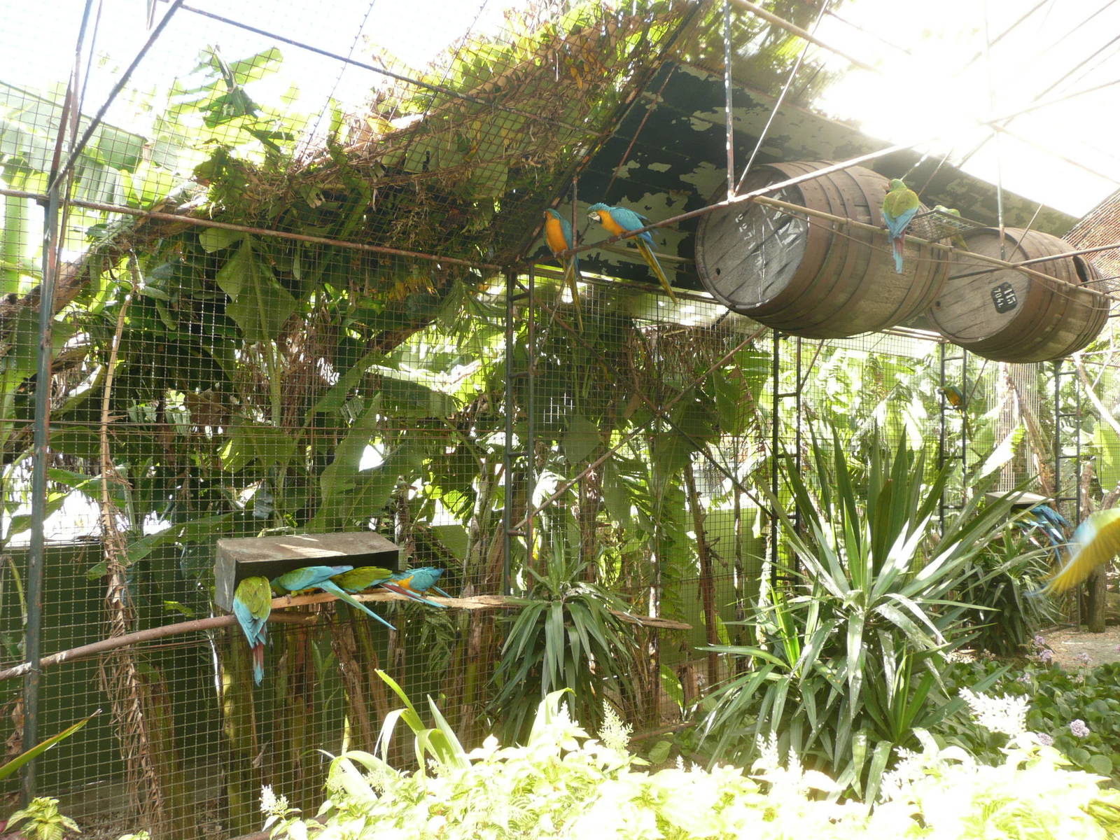 Parrot Park , Madeira Botanical Gardens , Funchal