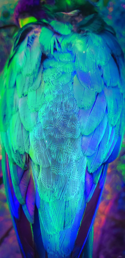 Parrot Plumage