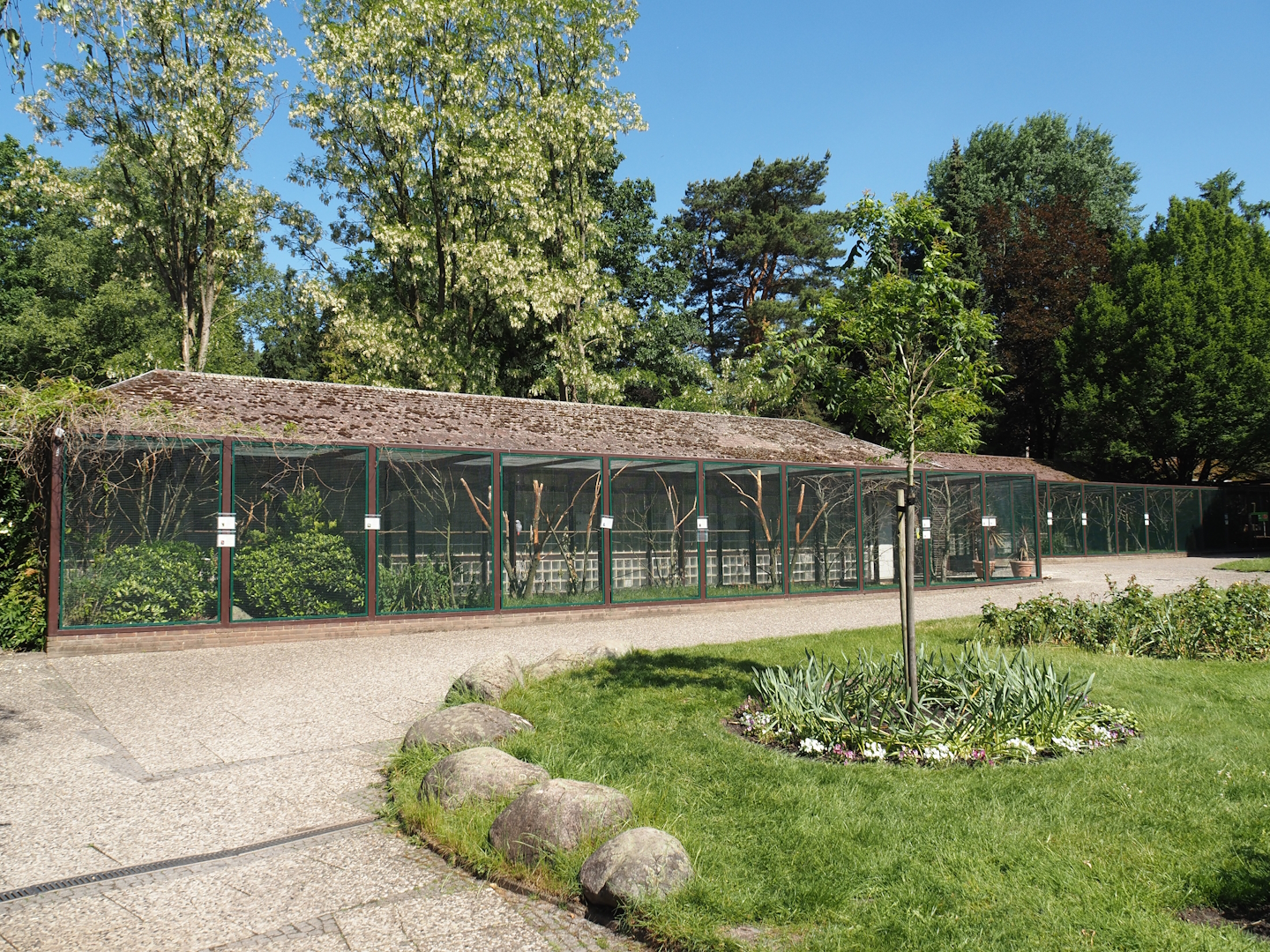 Parrot, Pygmy falcon and songbird aviary block, 2024-05-23