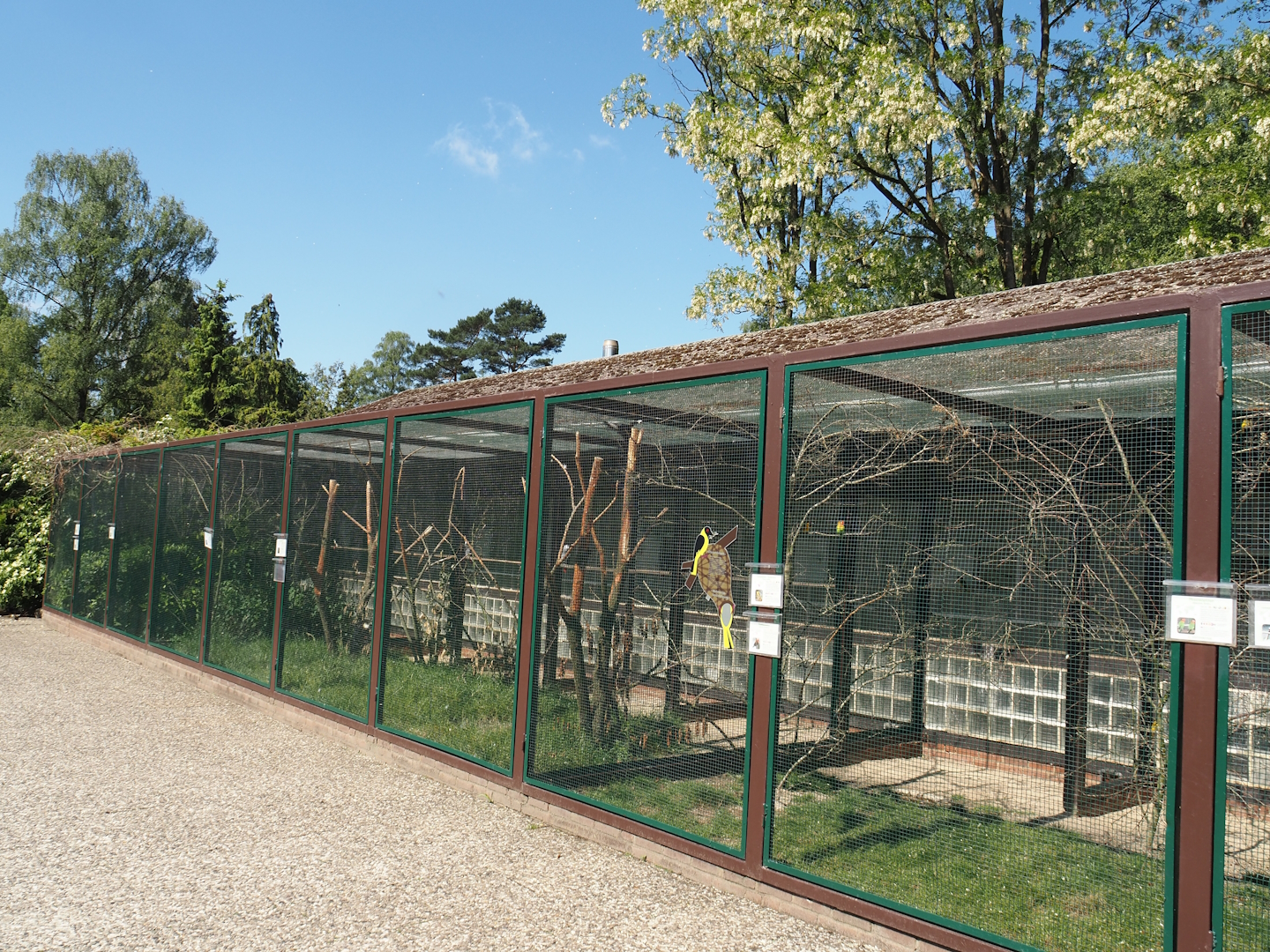 Parrot, Pygmy falcon and songbird aviary block, 2024-05-23