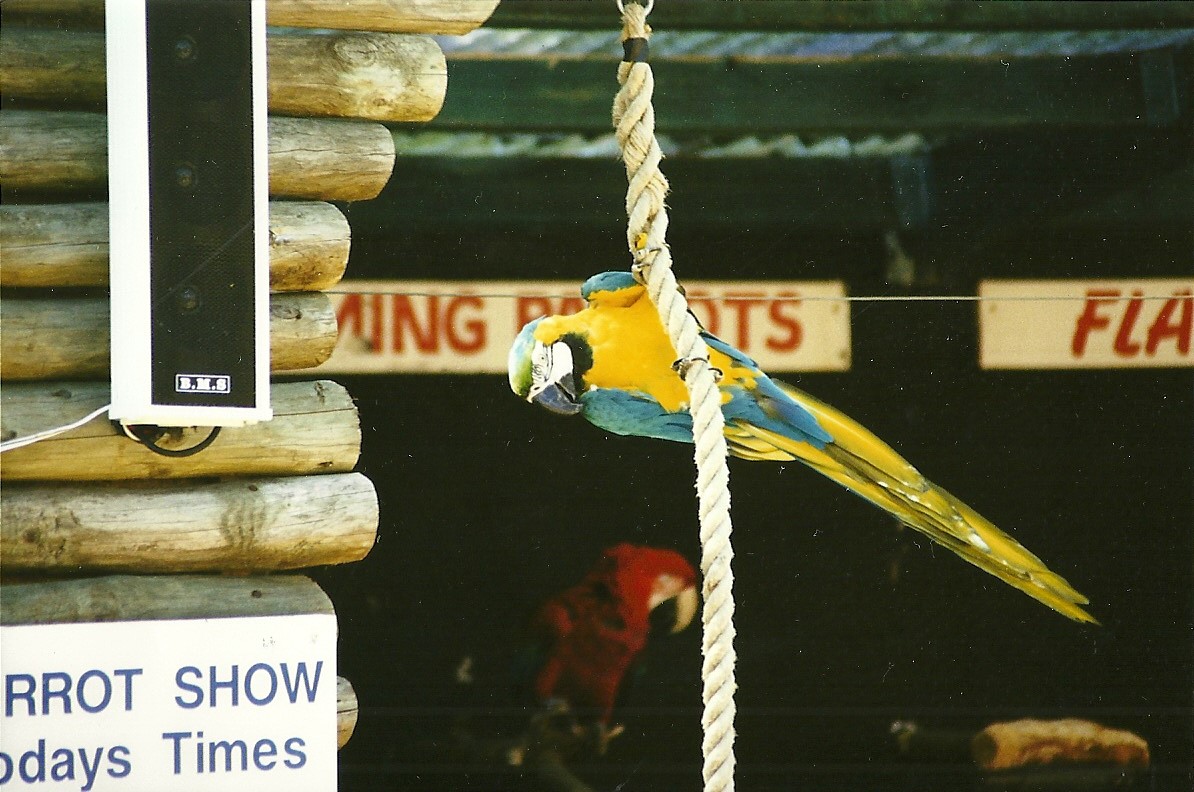 Parrot Show 10th July 1999