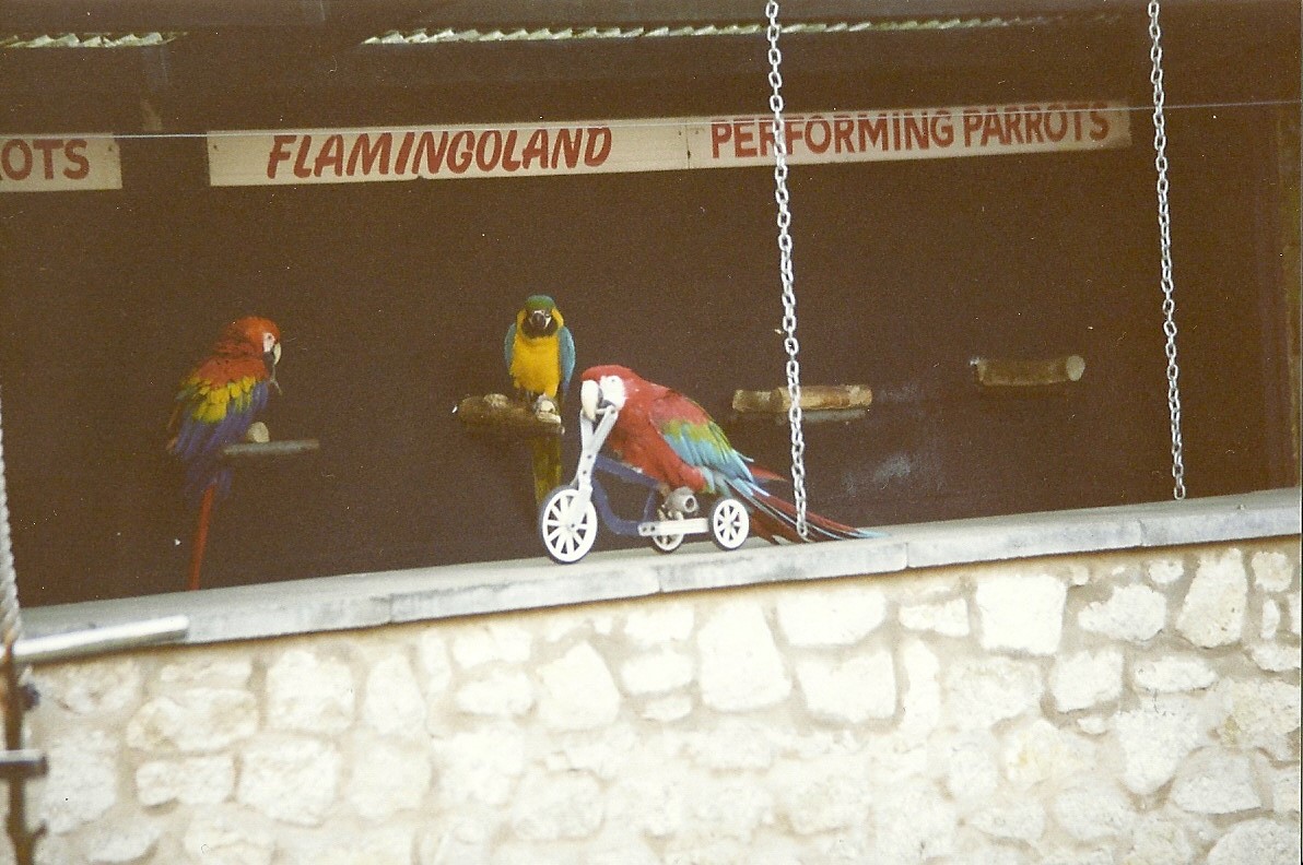 Parrot Show 16th January 1999