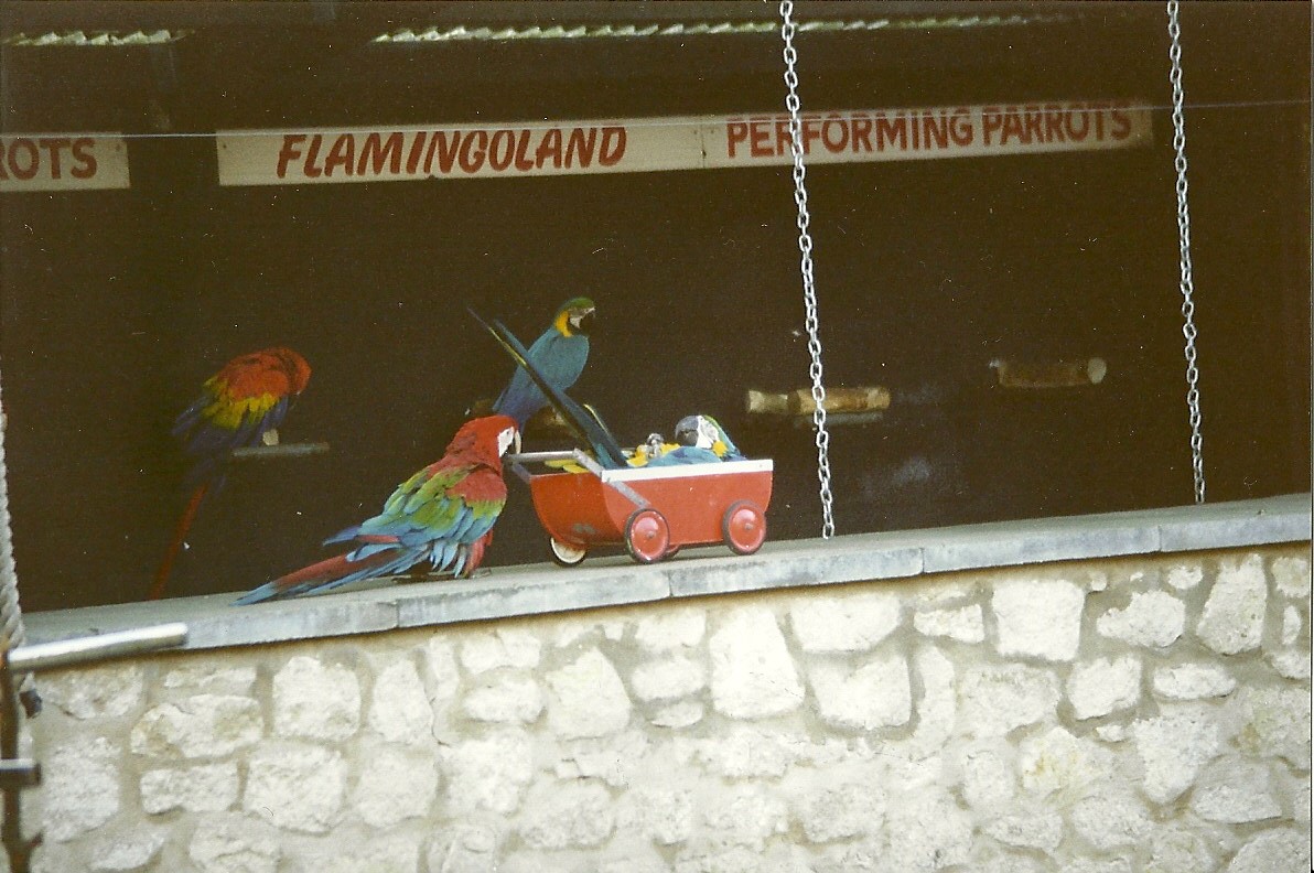 Parrot Show 16th January 1999