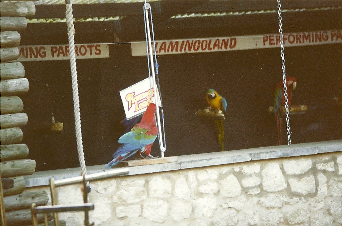 Parrot Show 16th January 1999