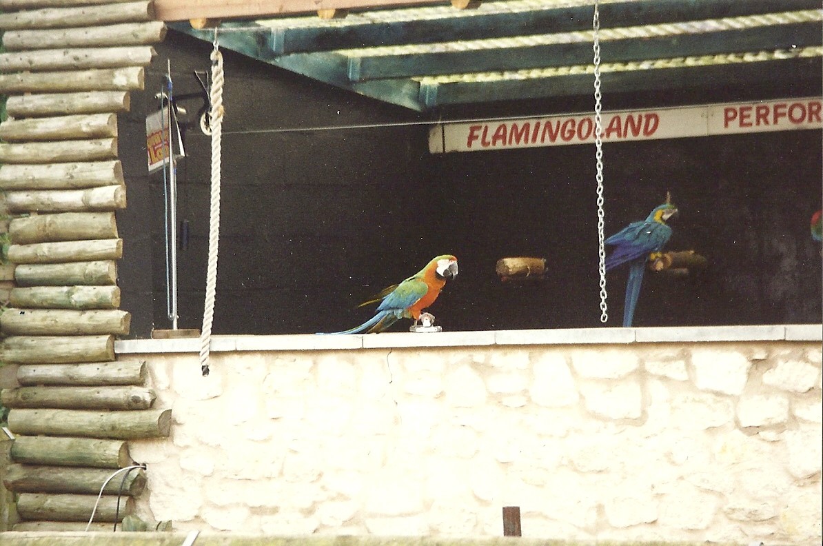 Parrot Show 6th February 1999