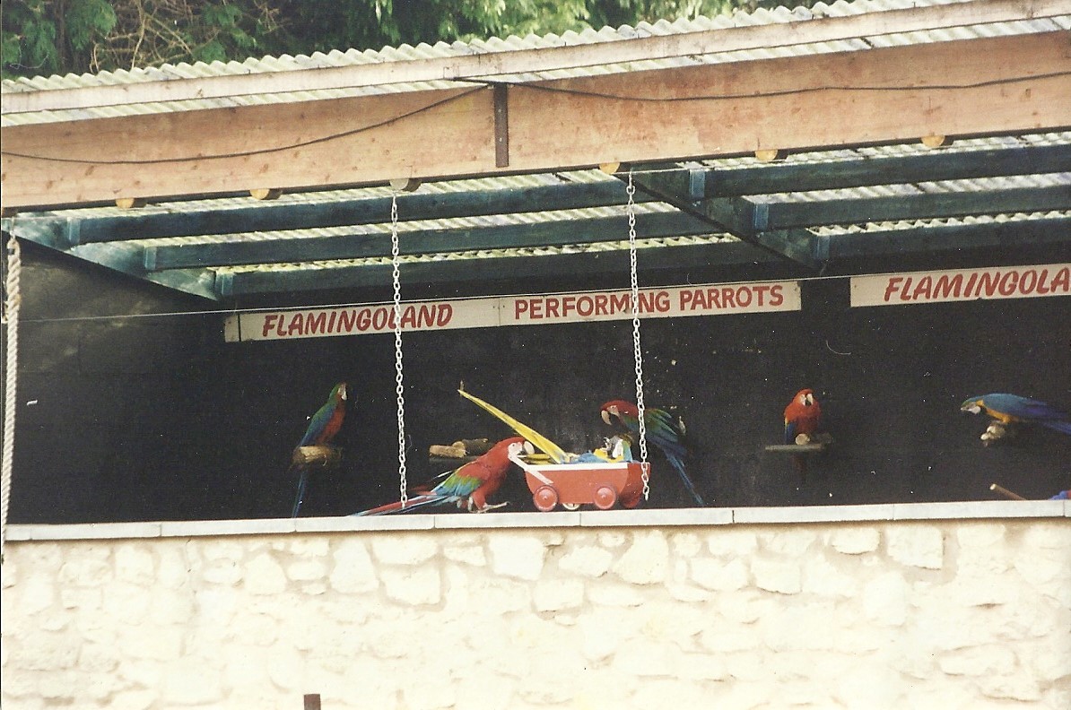 Parrot Show 6th February 1999