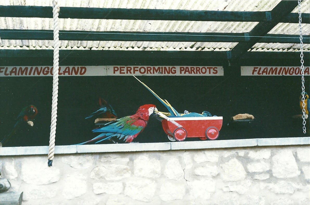 Parrot Show 6th November 1999