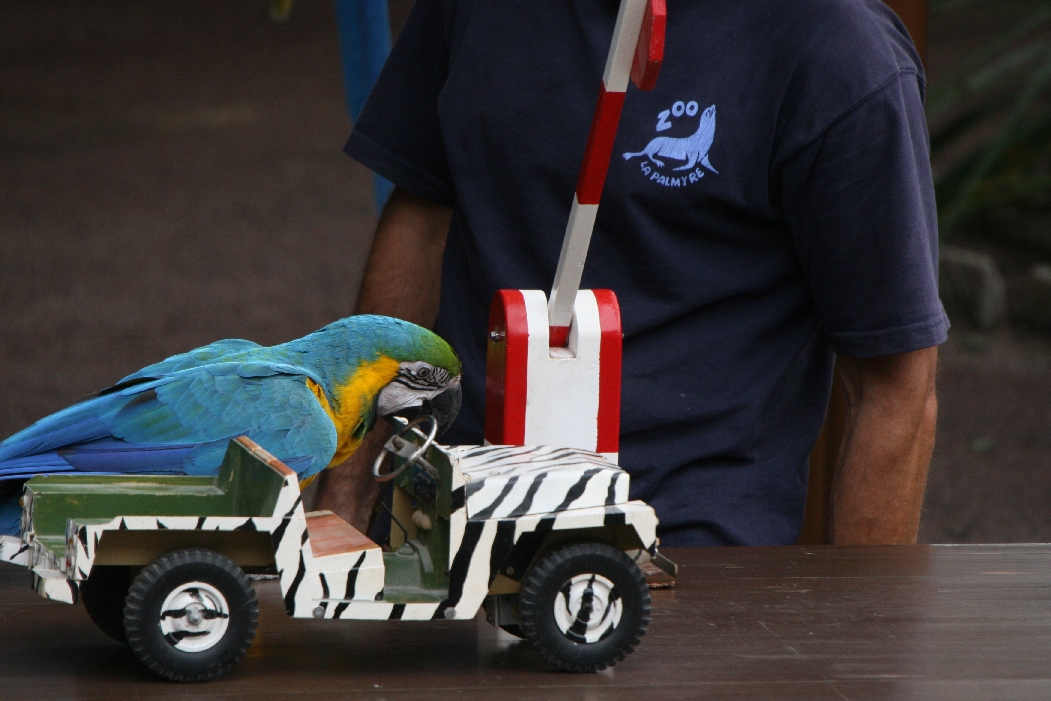 Parrot Show #7