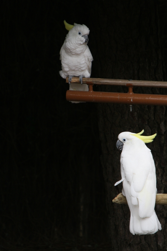 Parrot Show Cockatoos