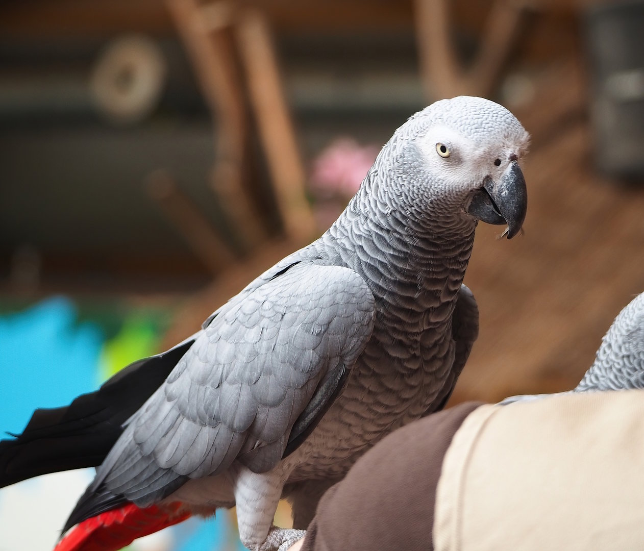 Parrot show - Congo African grey parrot (Psittacus erithacus), 2023-05-19