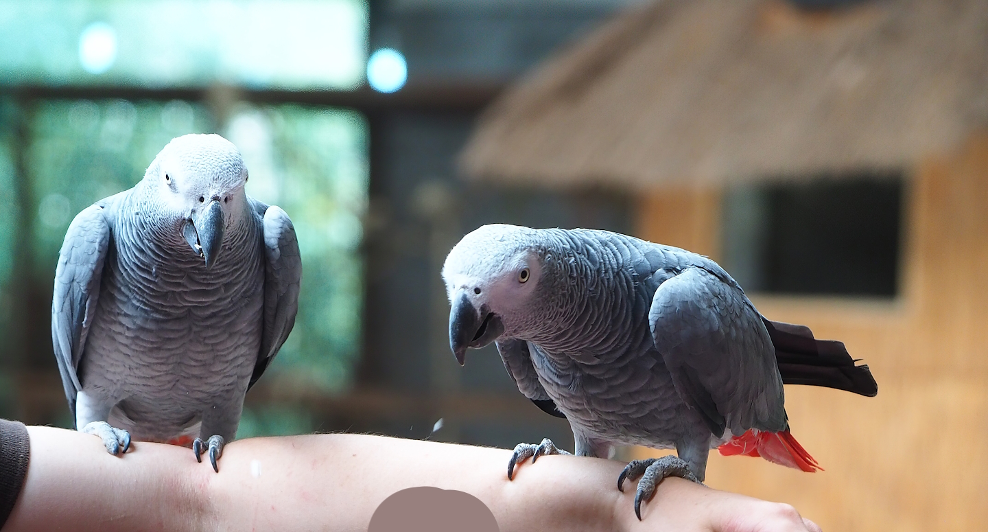 Parrot show - Congo African grey parrots (Psittacus erithacus), 2023-05-19