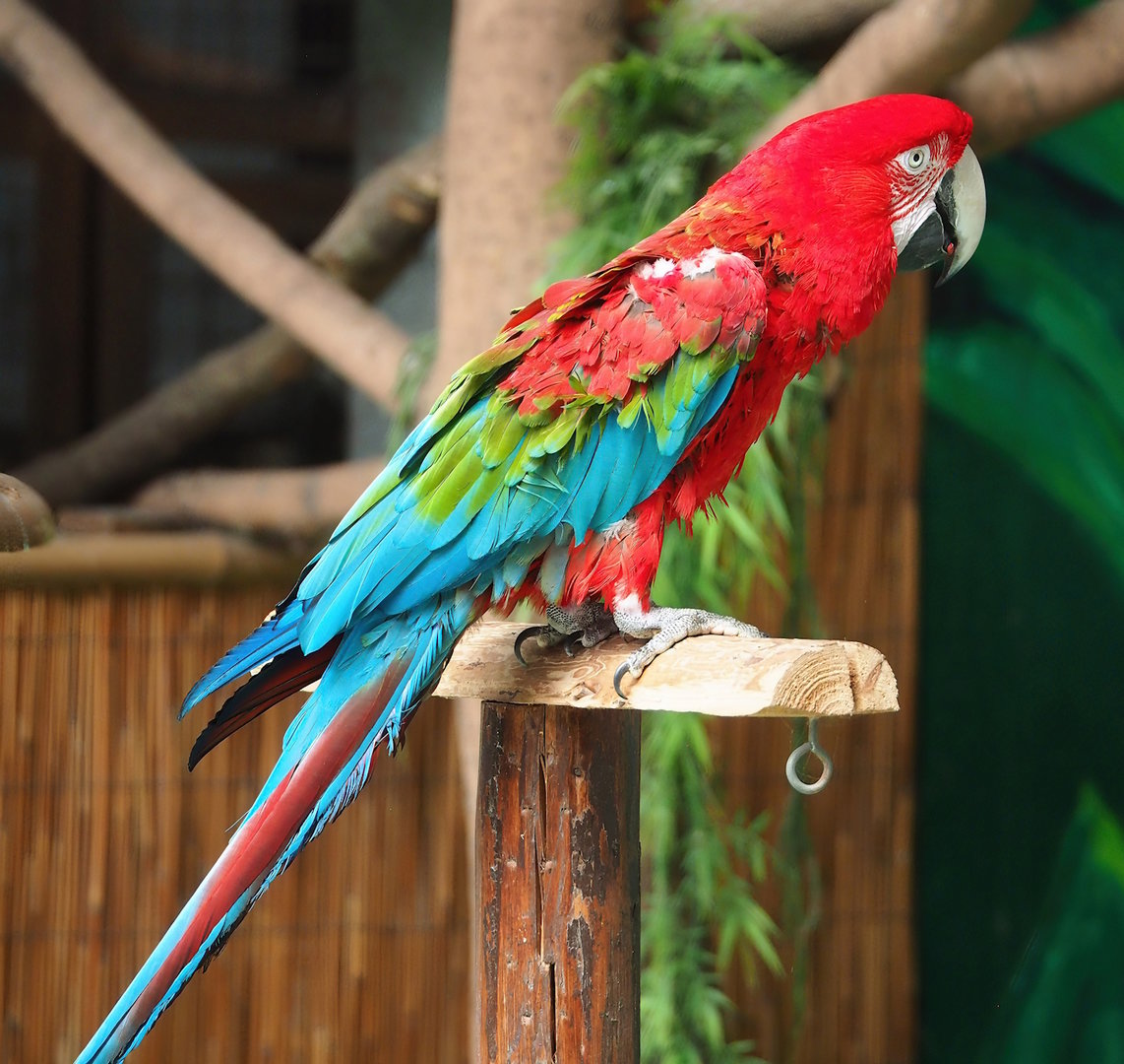 Parrot show - Green-winged macaw (Ara chloropterus), 2023-05-19