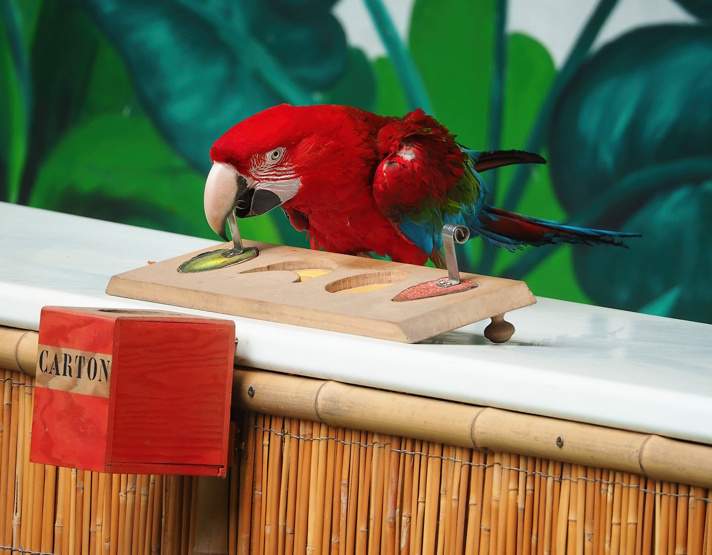 Parrot show - Green-winged macaw (Ara chloropterus), 2023-05-19