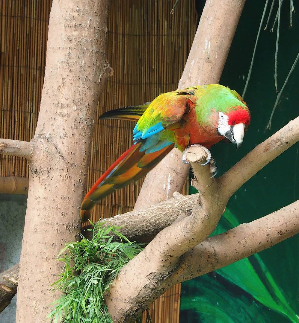 Parrot show - Hybrid macaw (Ara macao X A. militaris), 2023-05-19