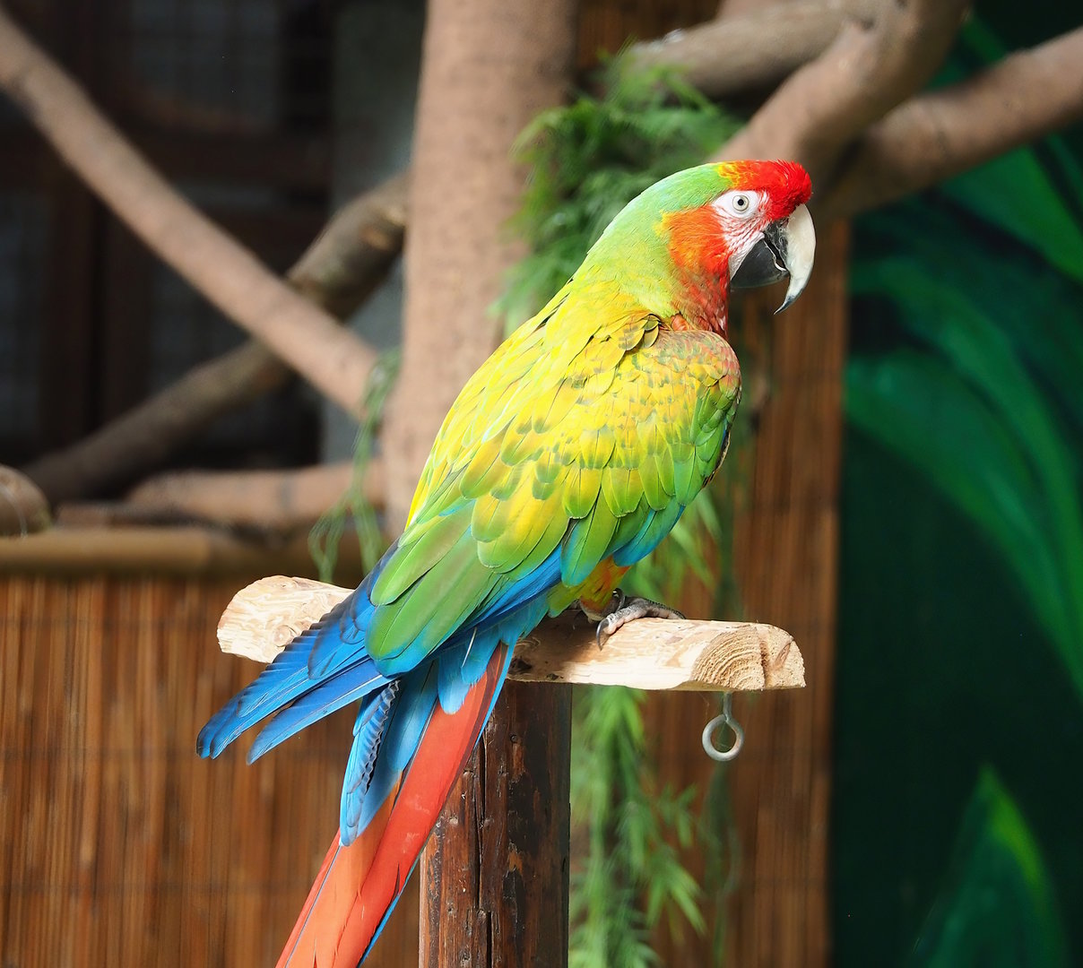 Parrot show - Hybrid macaw (Ara macao X A. militaris), 2023-05-19