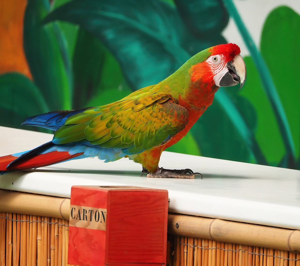 Parrot show - Hybrid macaw (Ara macao X A. militaris), 2023-05-19