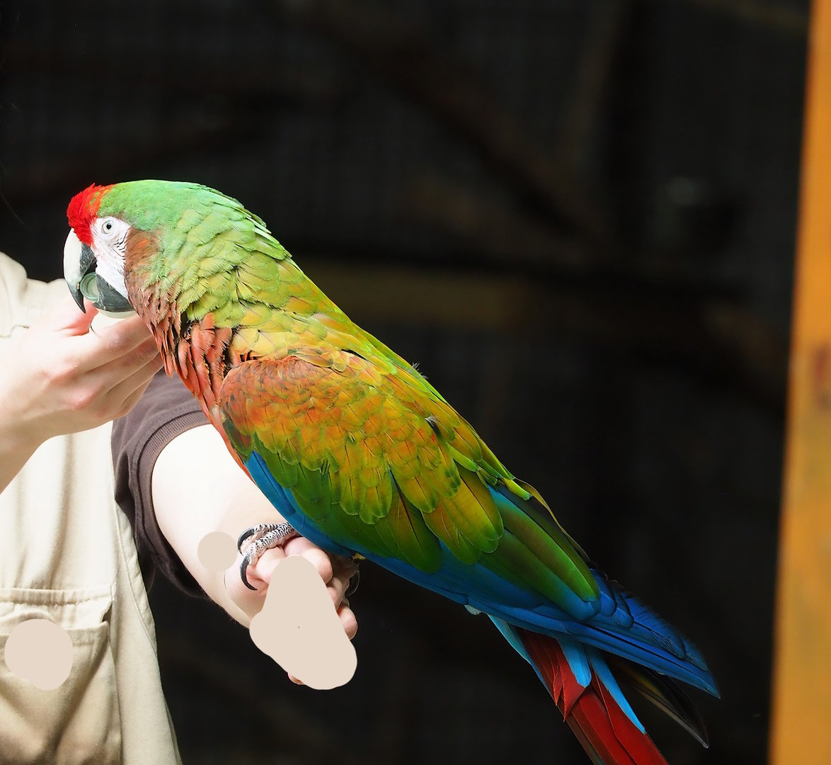 Parrot show - Hybrid macaw (Ara macao X A. militaris), 2023-05-19