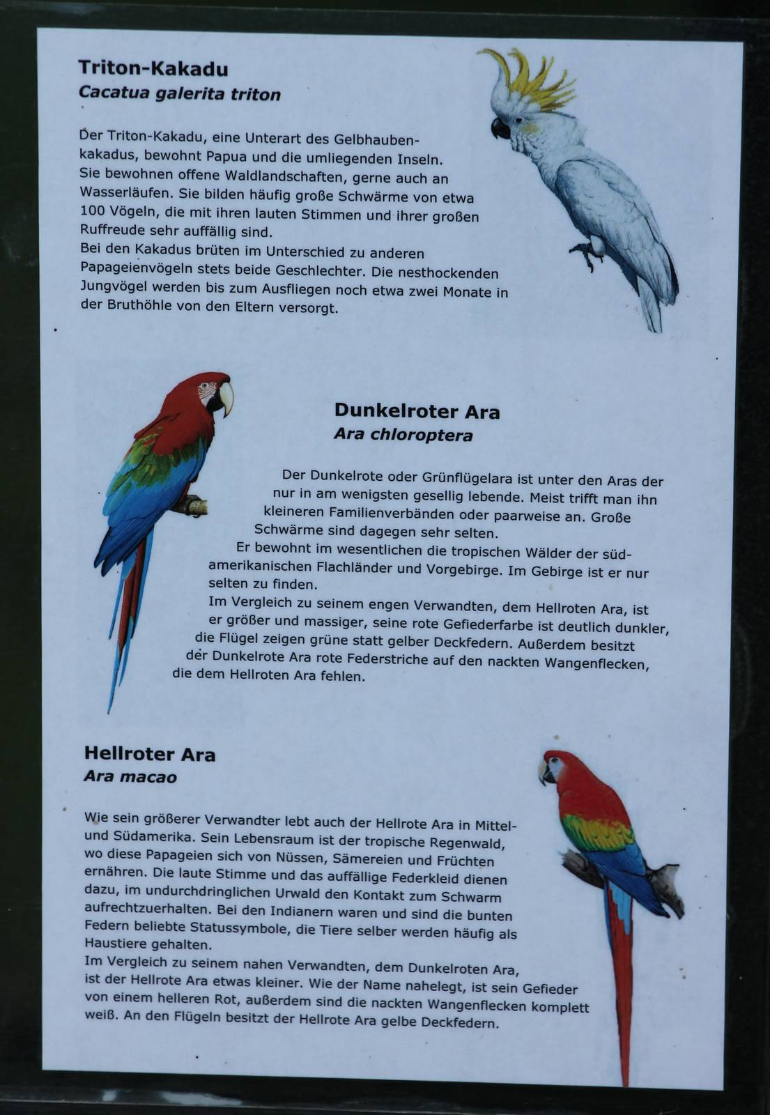 Parrot sign