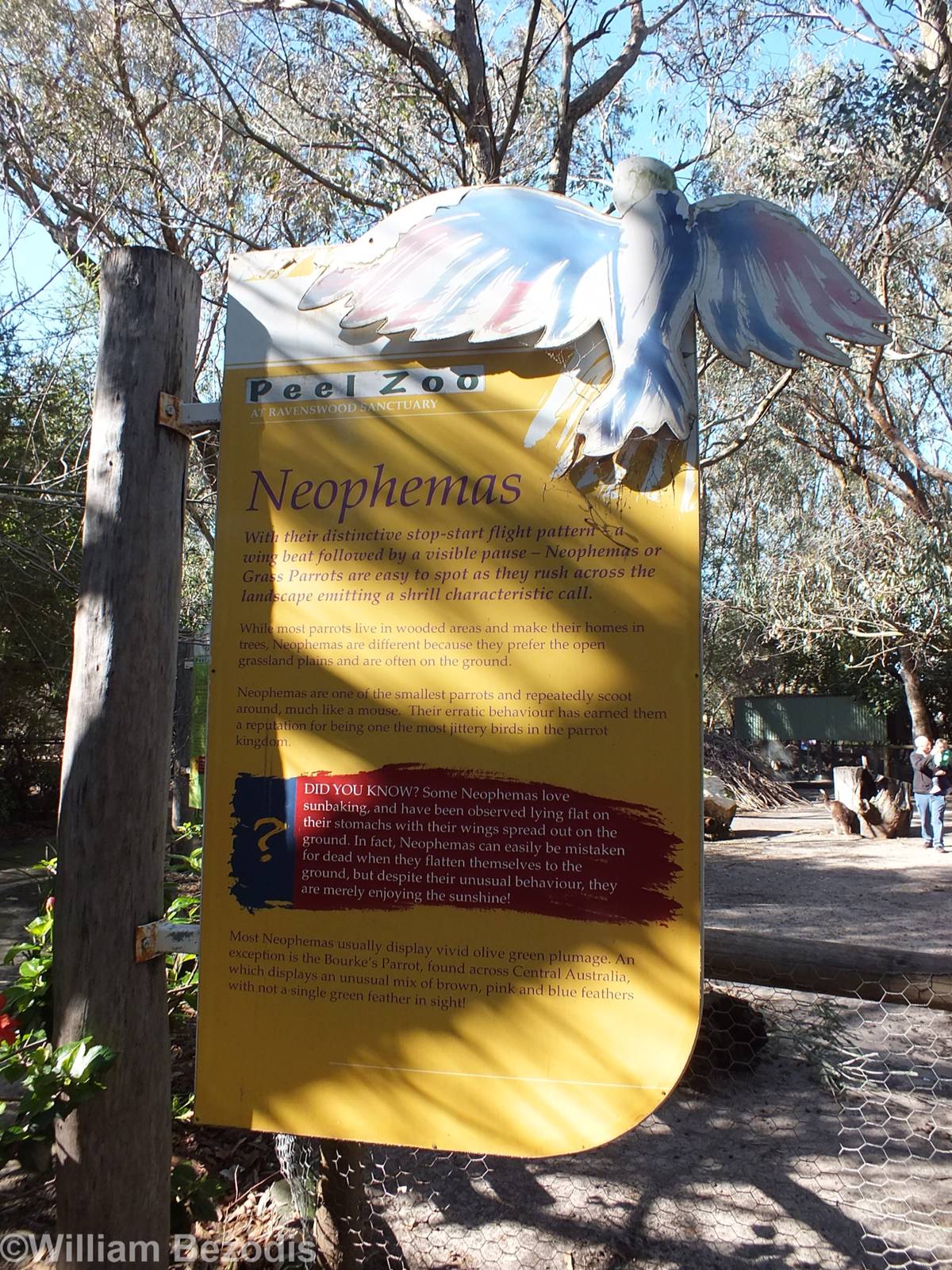 Parrot Sign