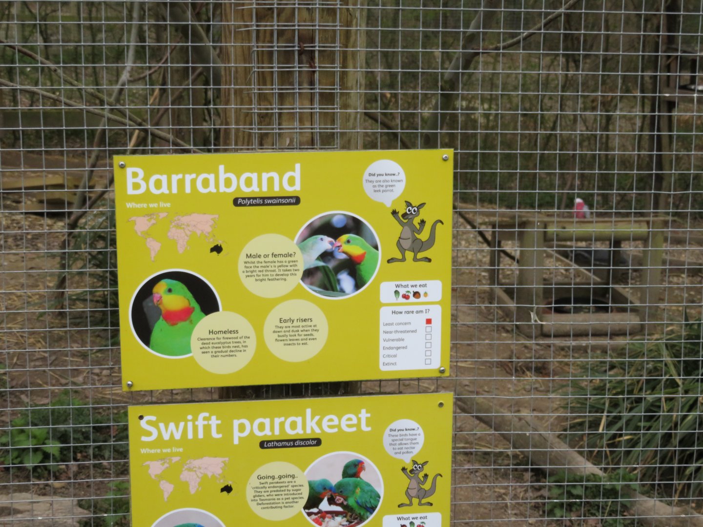 Parrot sign