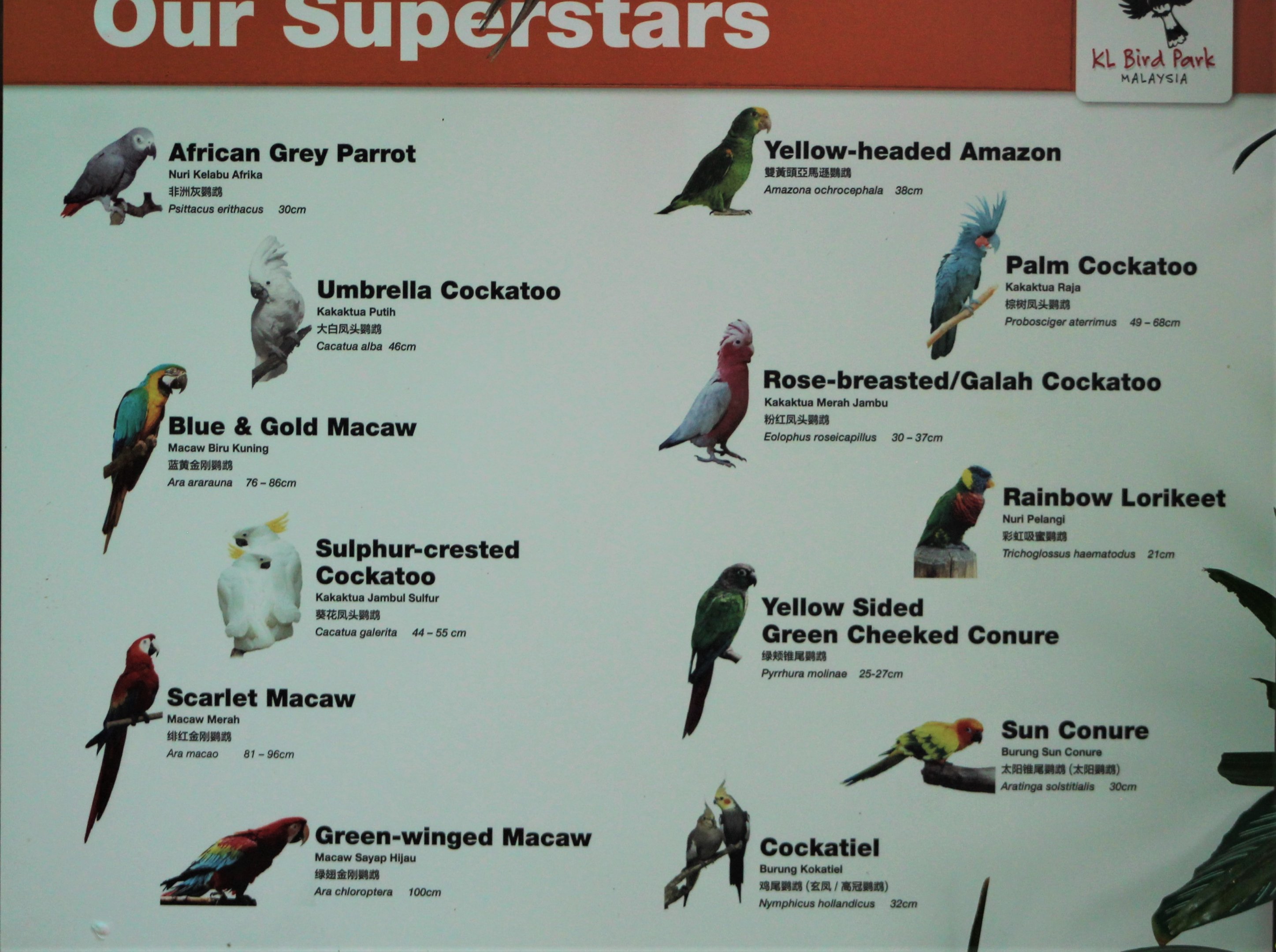 parrot signage for photo stage