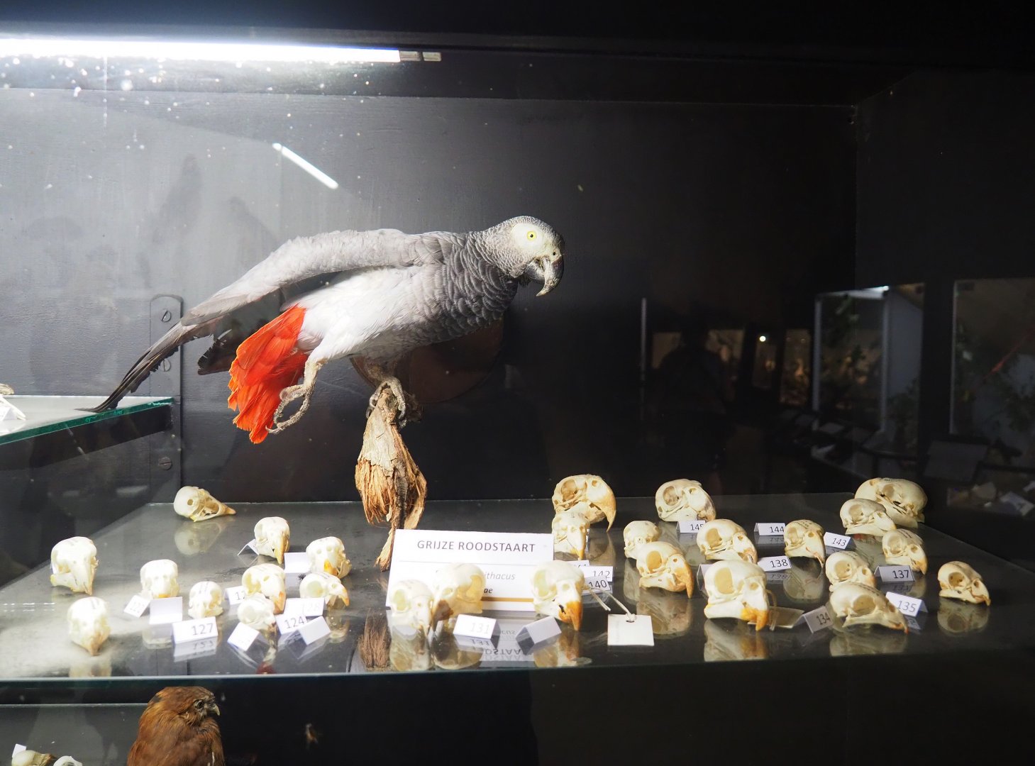 Parrot skulls and taxidermy specimen Congo African grey parrot (Psittacus erithacus), 2019-08-04