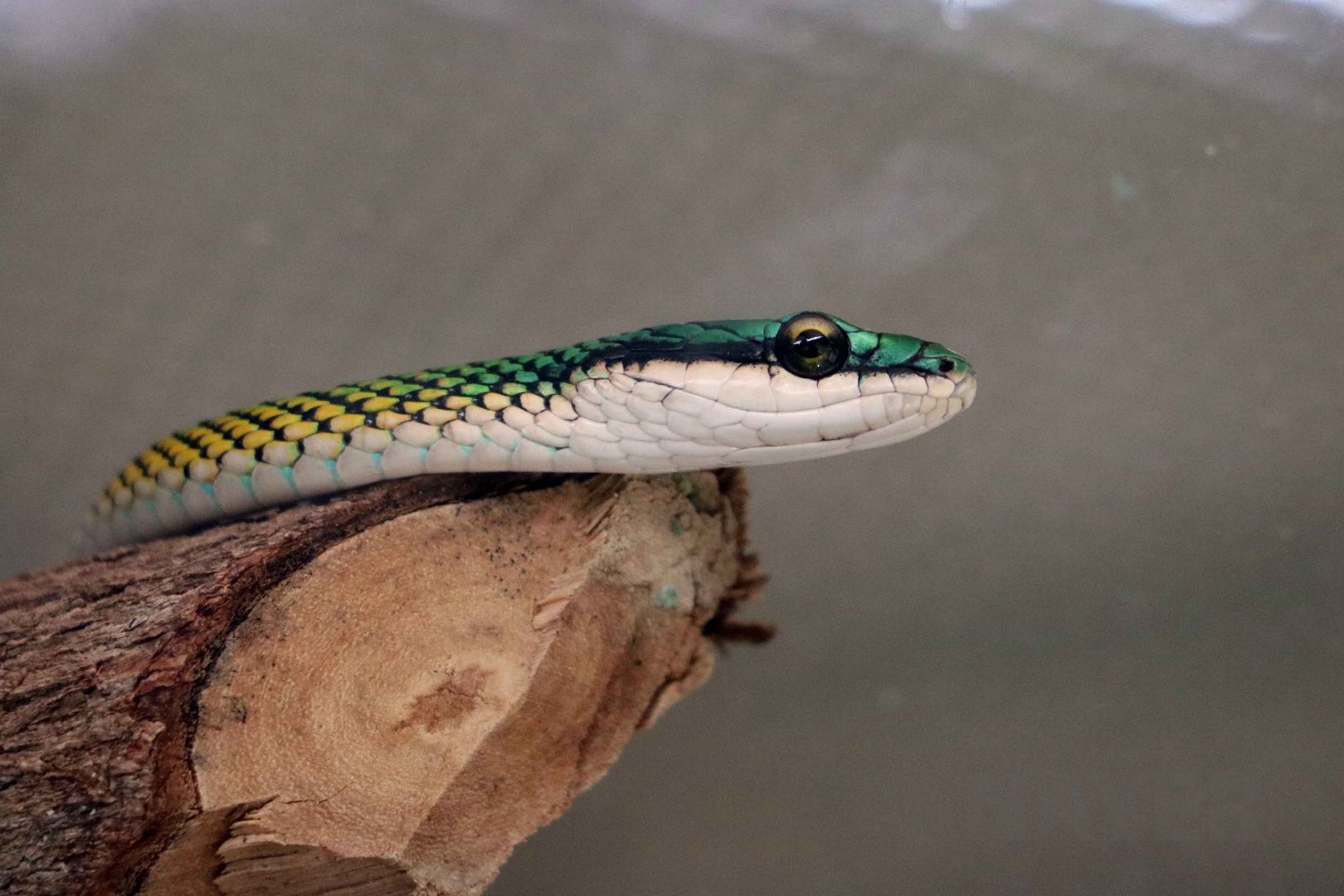 Parrot snake, May 2016