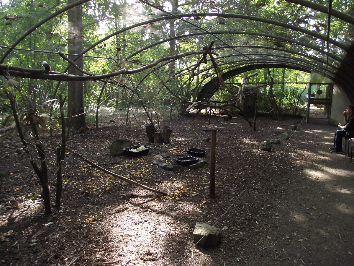 Parrot/Tamarin/Agouti Walkthrough