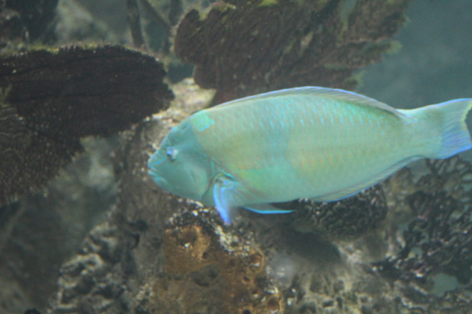 Parrotfish ID
