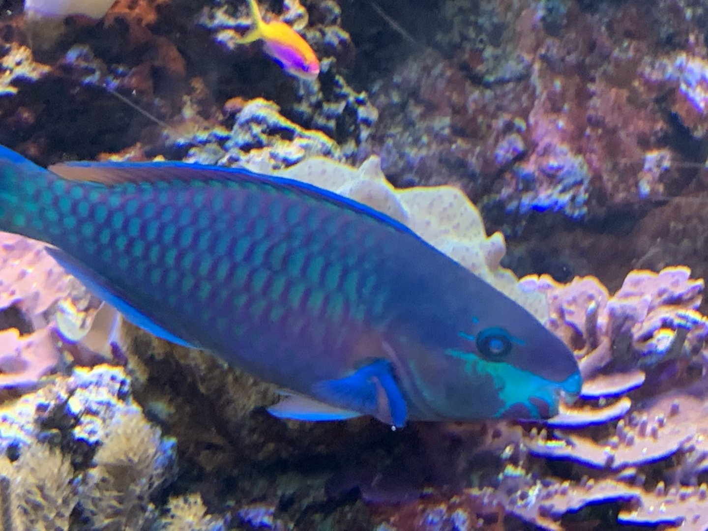 Parrotfish ID?