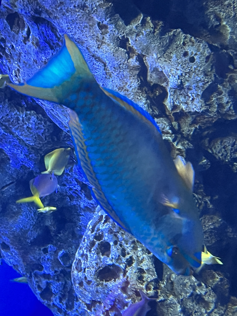 Parrotfish ID?