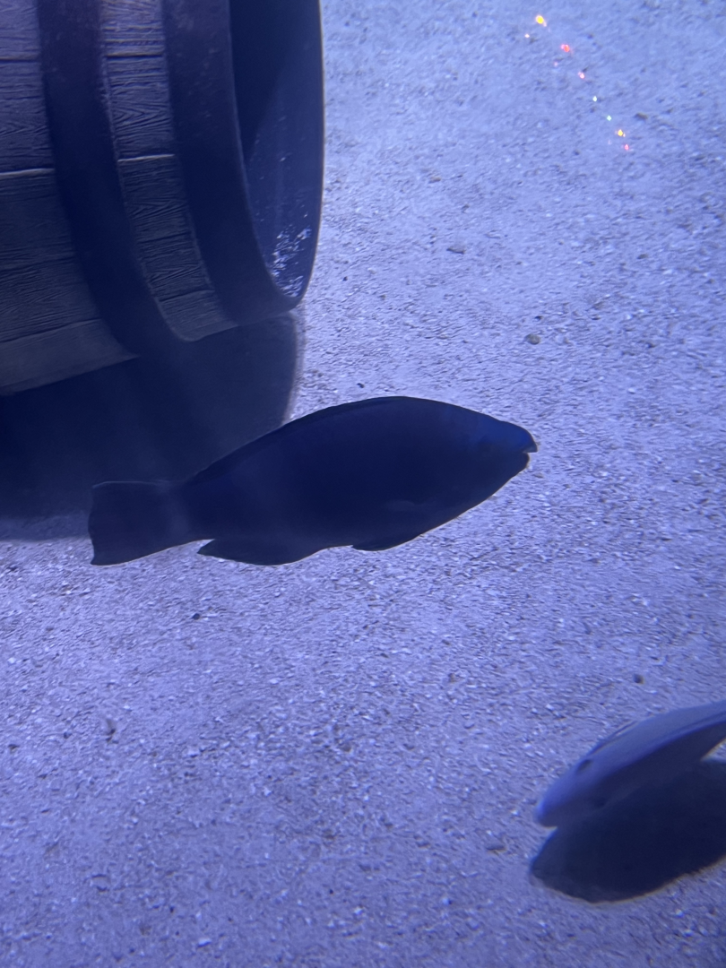 Parrotfish ID