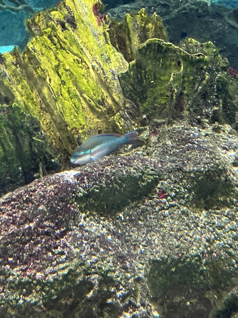 Parrotfish ID