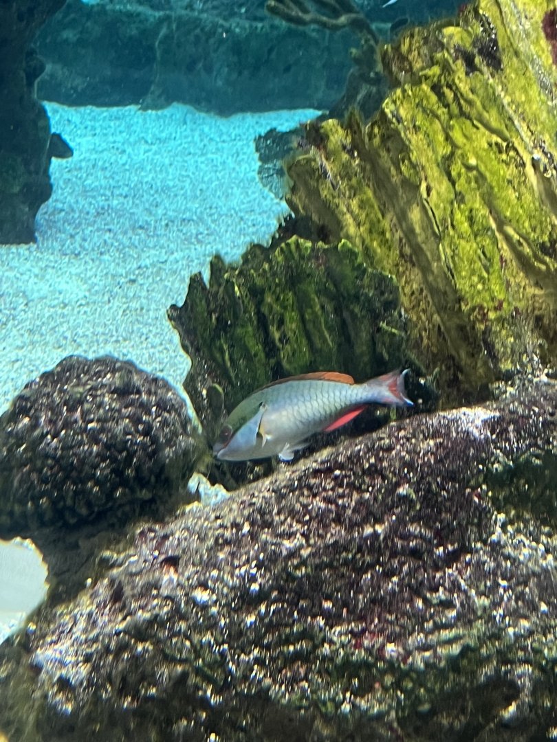 Parrotfish ID