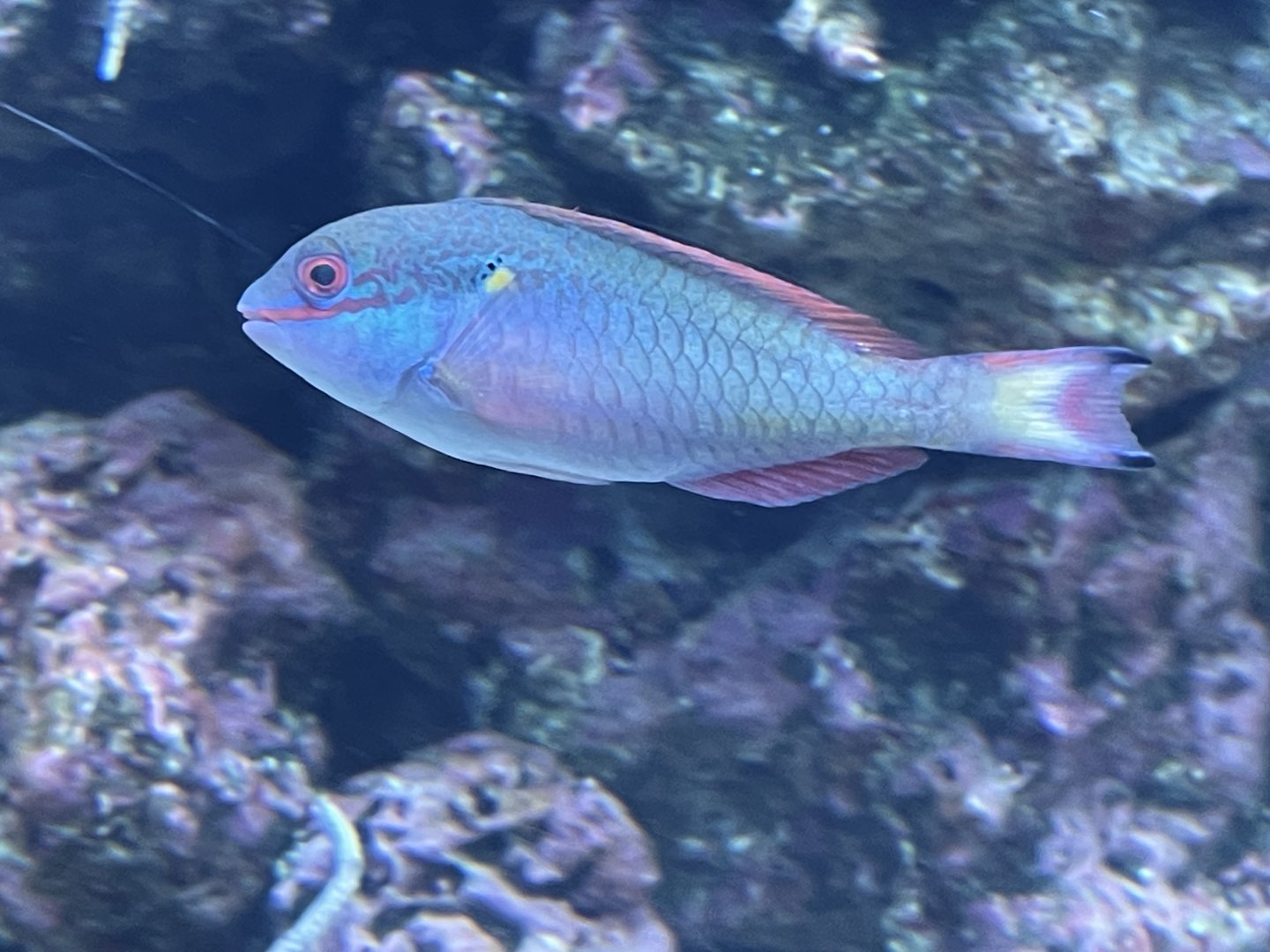 Parrotfish ID?