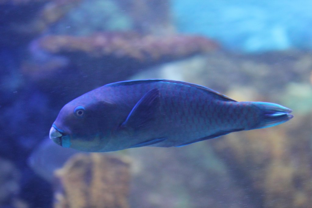 Parrotfish