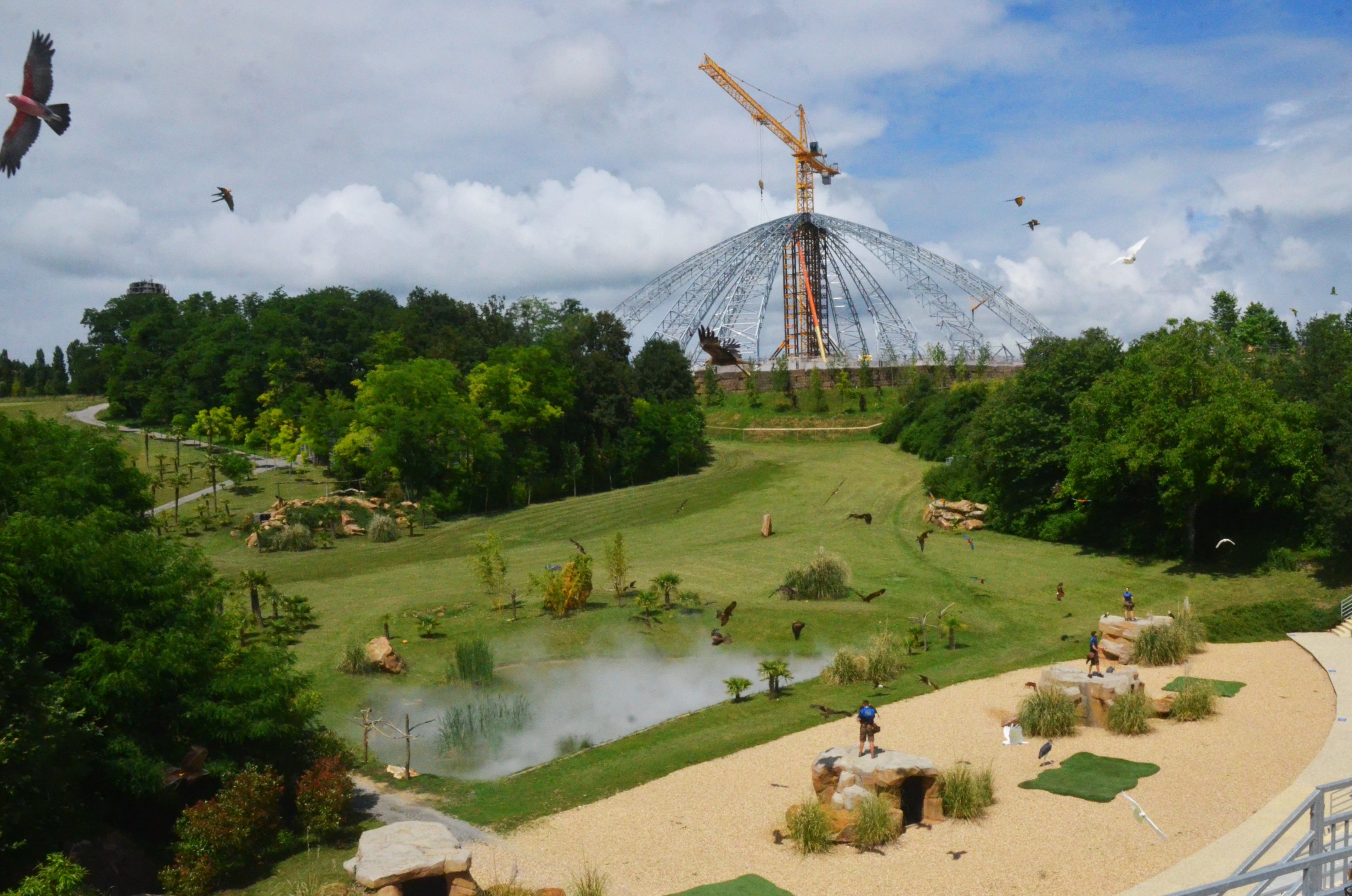 Parrots and Kites - Les Maîtres des Airs at Beauval, 12/06/18