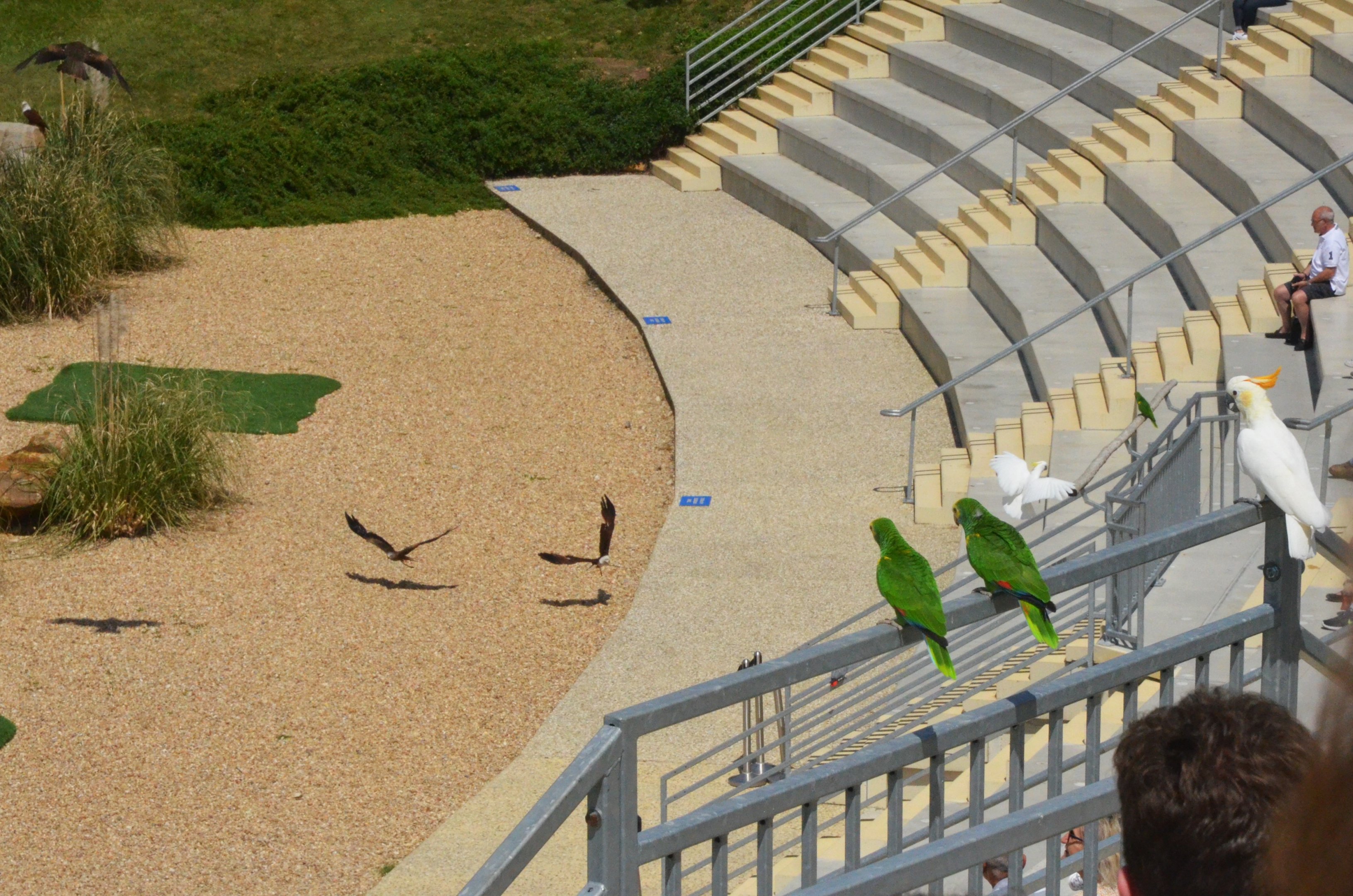 Parrots and Kites - Les Maîtres des Airs at Beauval, 12/06/18