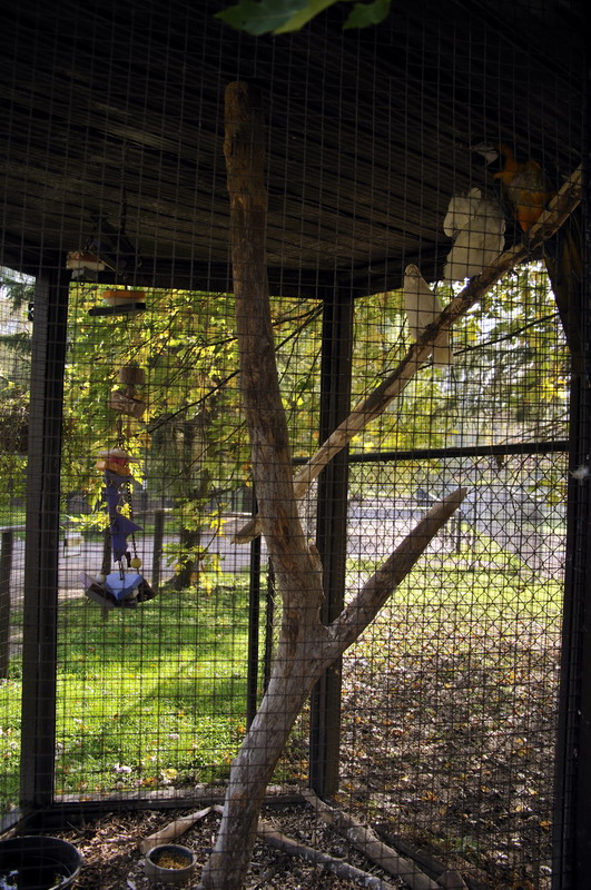 Parrots at Twin Vally Zoo