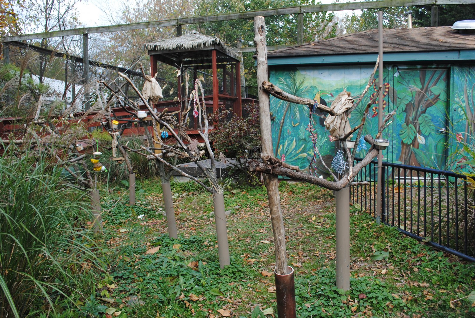 Parrots Exhibit (Green-winged and Blue-and-gold Macaws, Yellow-naped and Yellow-crowned Amazons)