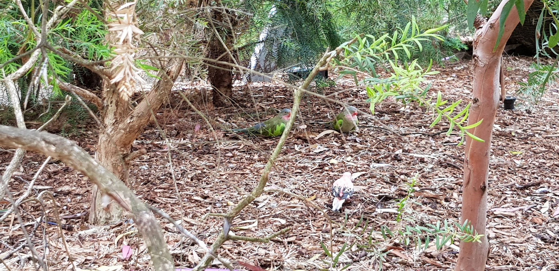 Parrots feeding on the ground