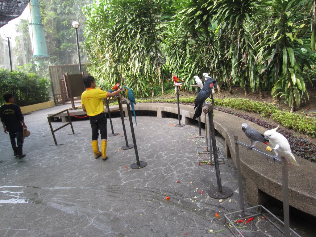 Parrots for Photo Booth