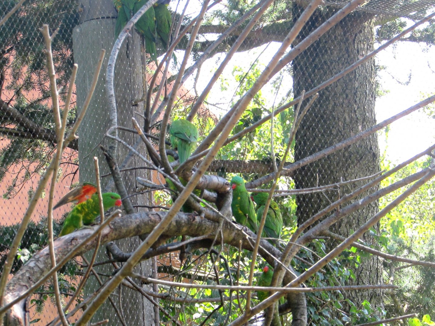 Parrots in the walktrough aviary (1) - July/2017